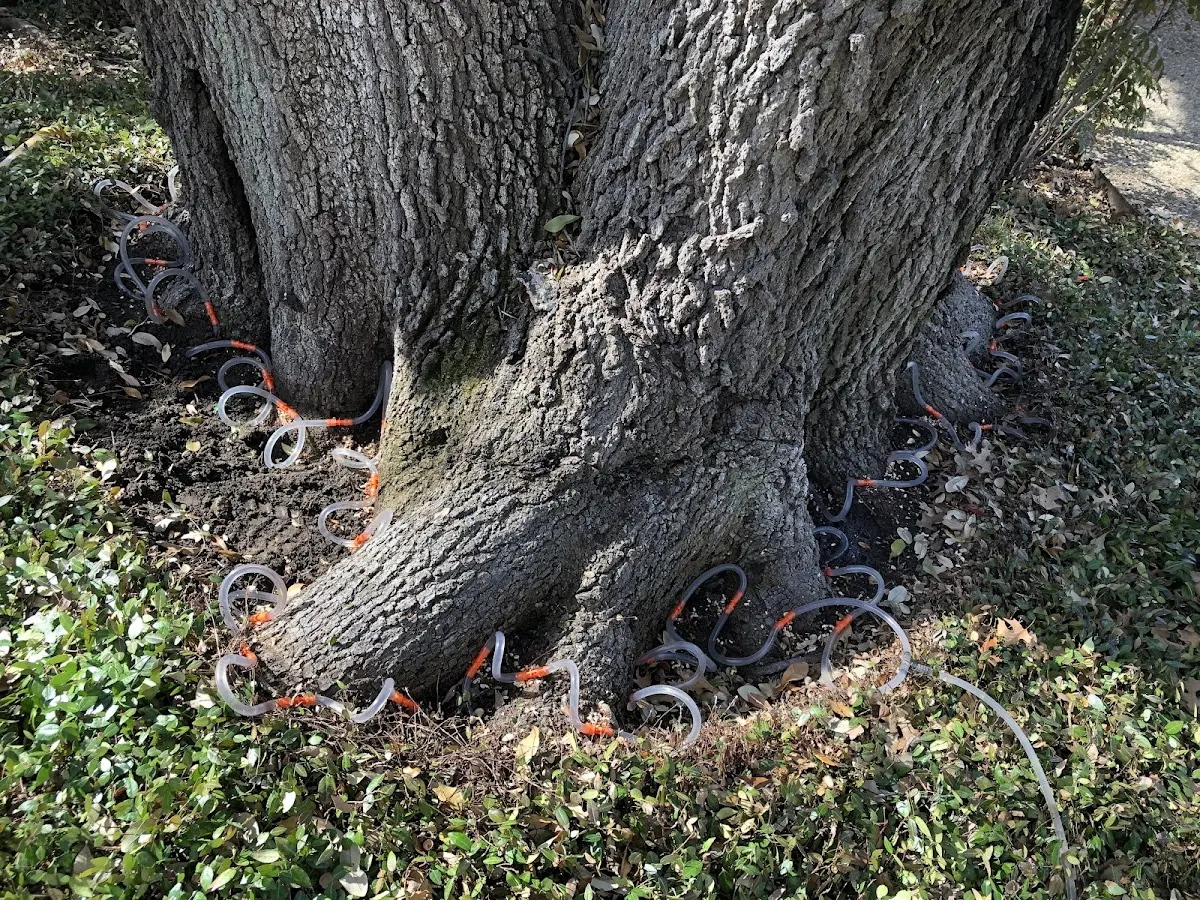 Detailed Tree Cabling and Bracing job site in Laurier